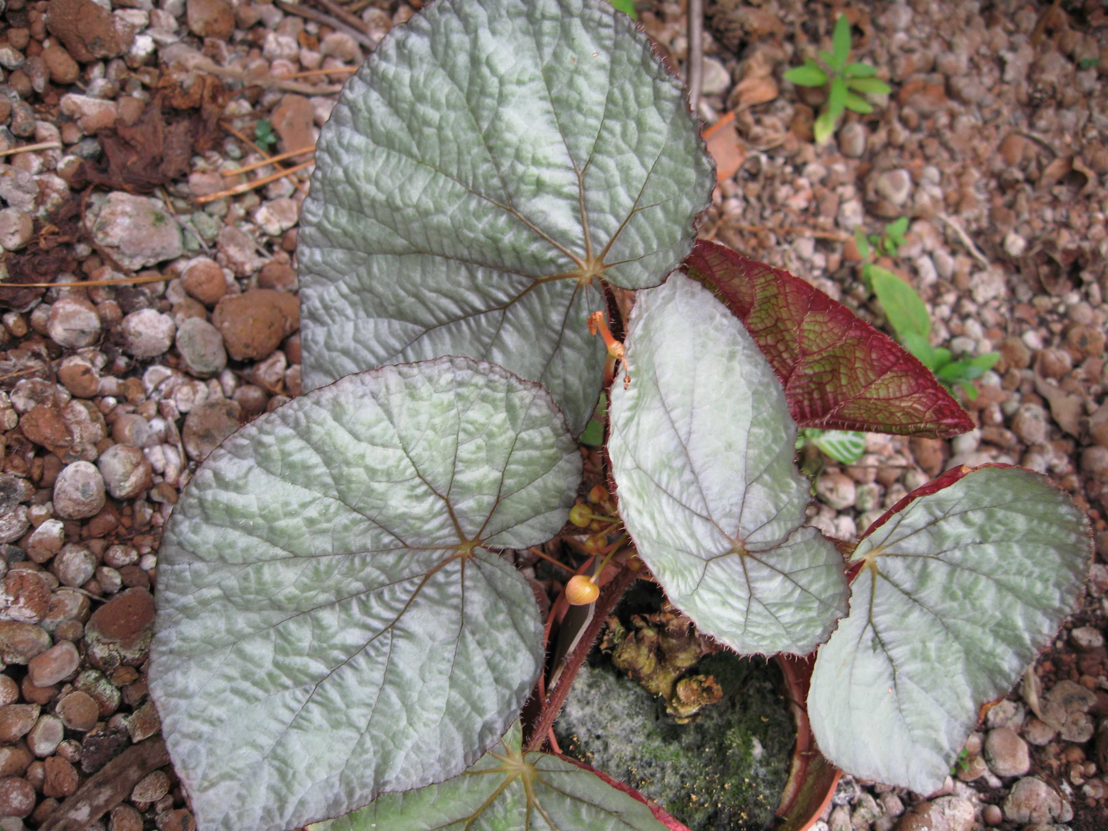B. ‘Perle de Paris’